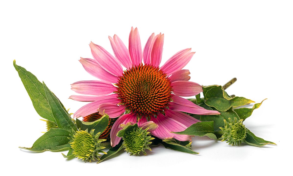 Echinacea în capsule cardiform